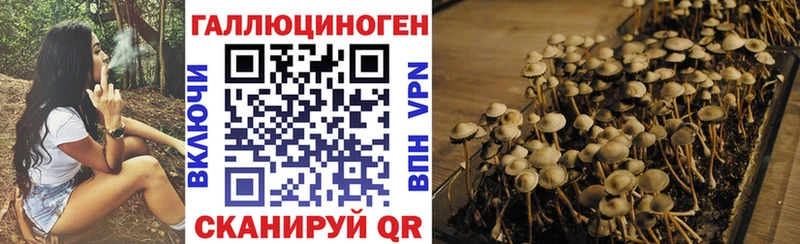 это клад  Змеиногорск  Псилоцибиновые грибы Psilocybine cubensis 